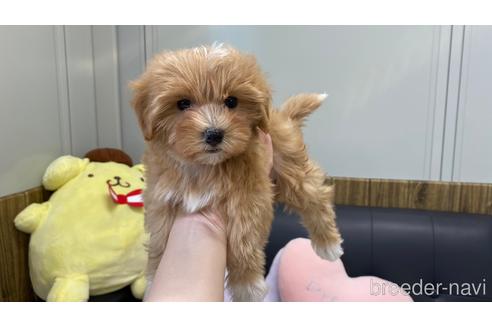 成約済の兵庫県のマルプー:マルチーズ×トイプードル-215598の6枚目